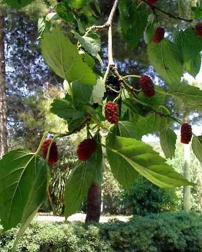 B&B Il Vecchio Gelso