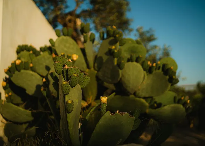 Masseria Il Sorriso Degli Ulivi - Dimora Di Charme